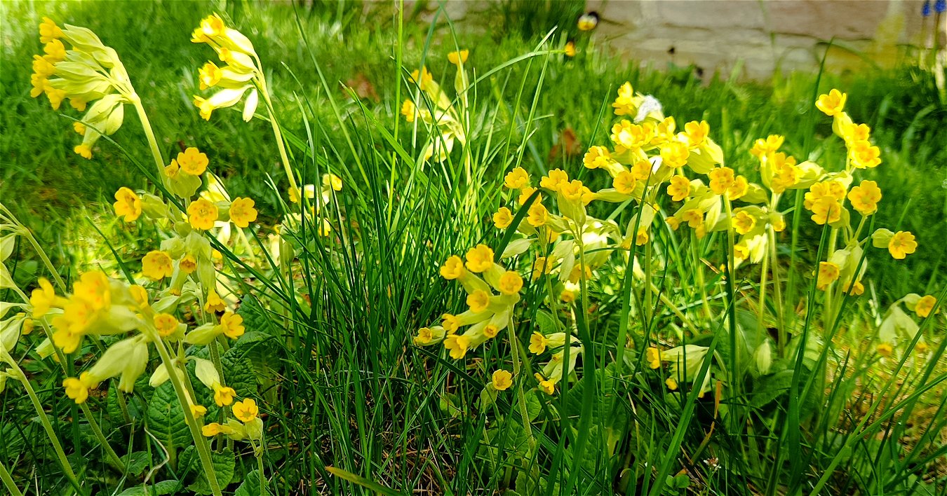 Schlüsselblumen - vergrößern