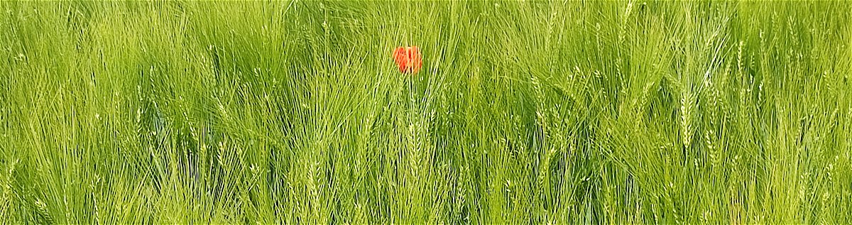Kornfeld im Mai - vergrößern